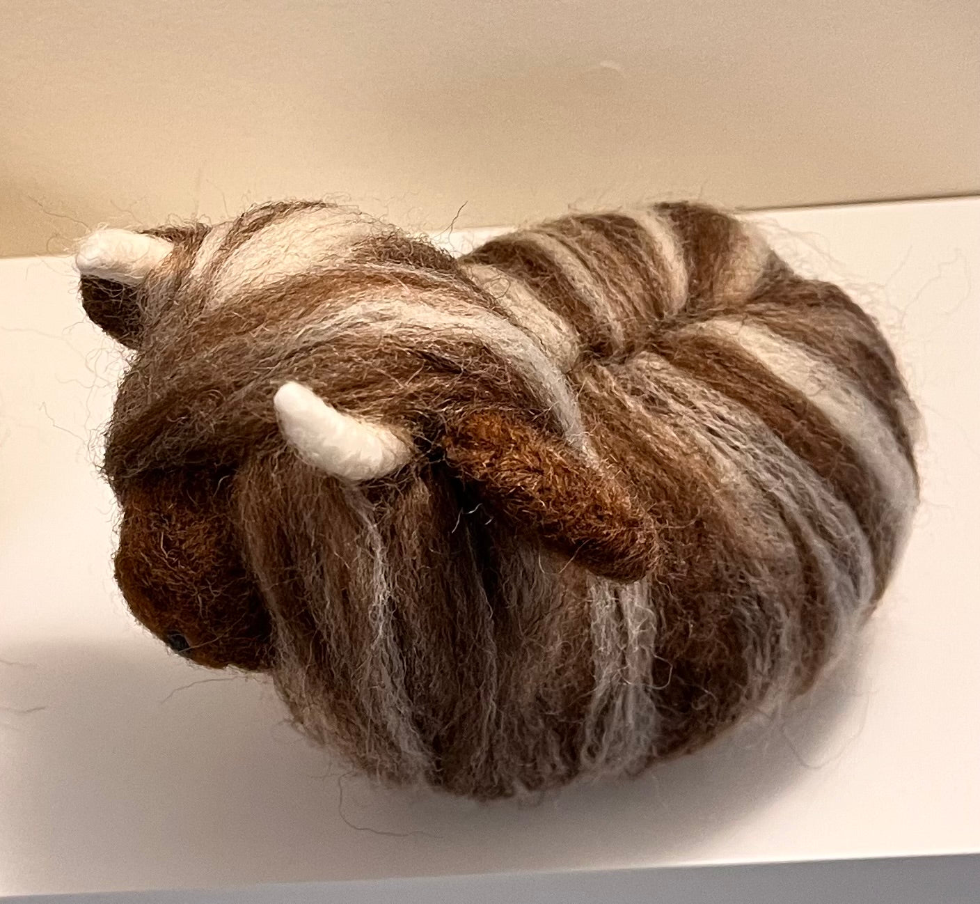 Highland Coo