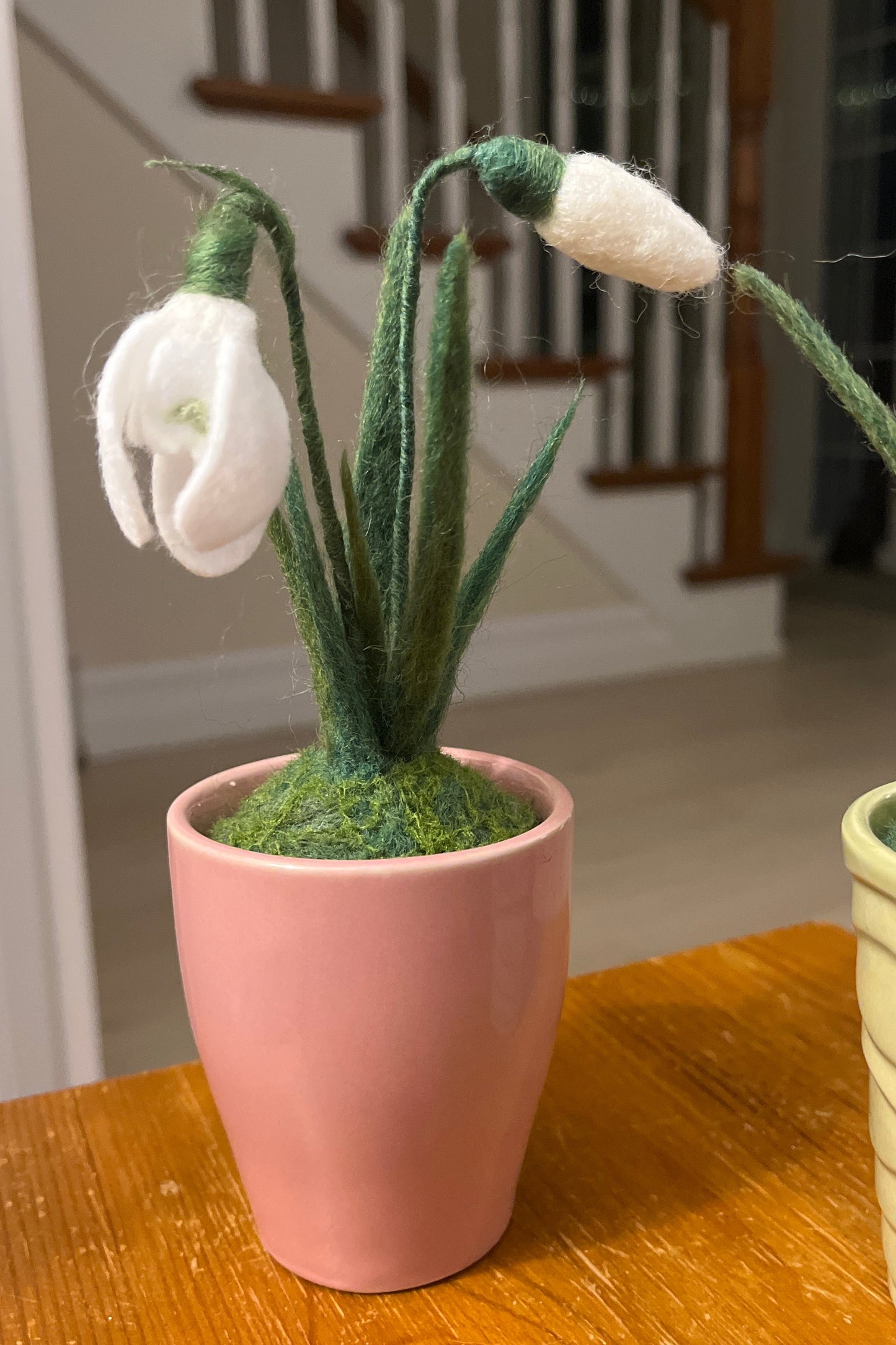 Snowdrops