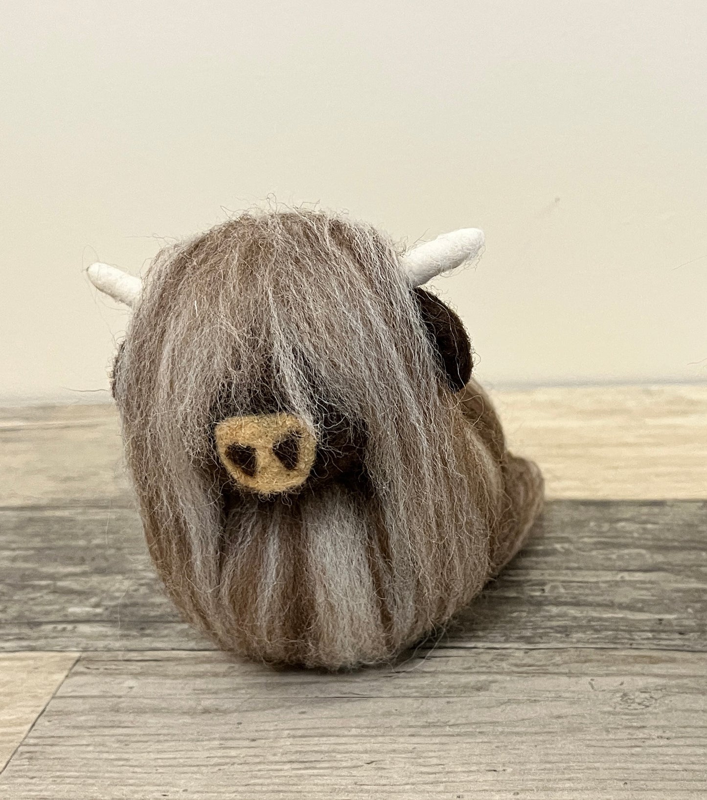 Highland Coo
