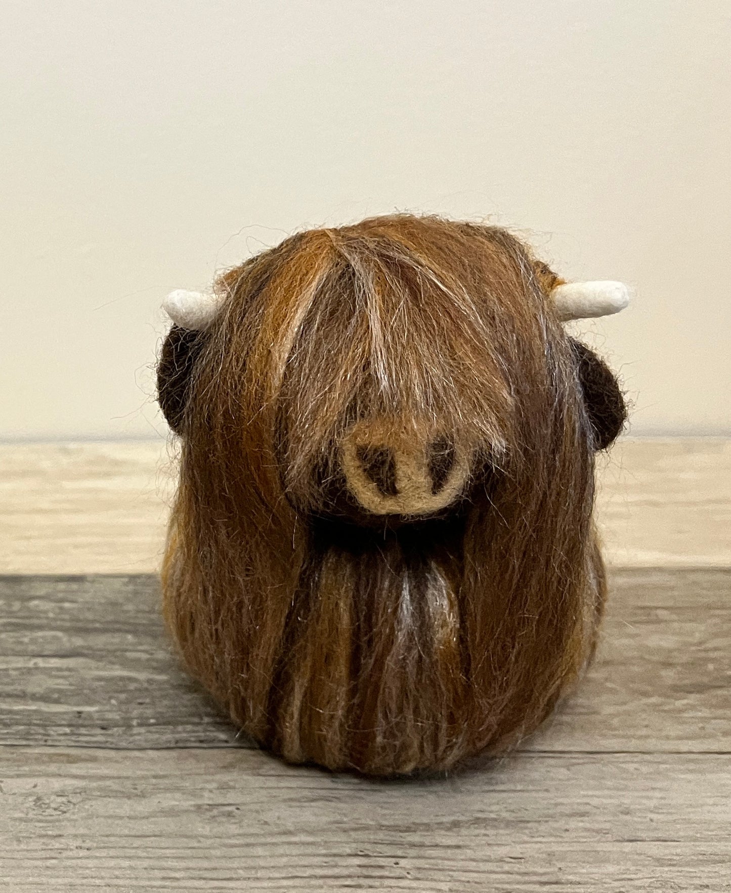 Highland Coo