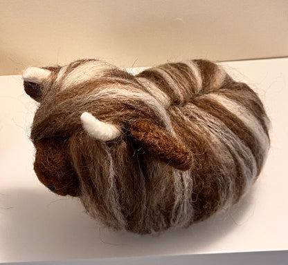 Highland Coo