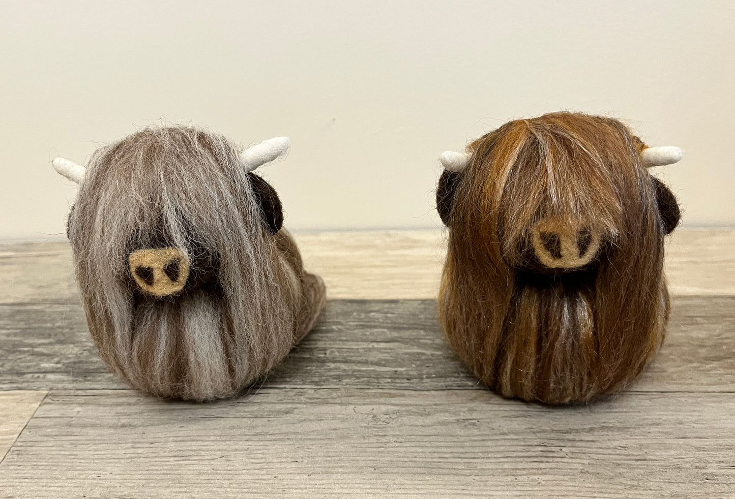 Highland Coo