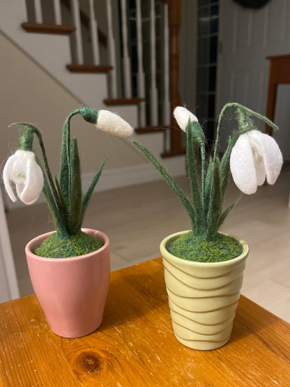 Snowdrops
